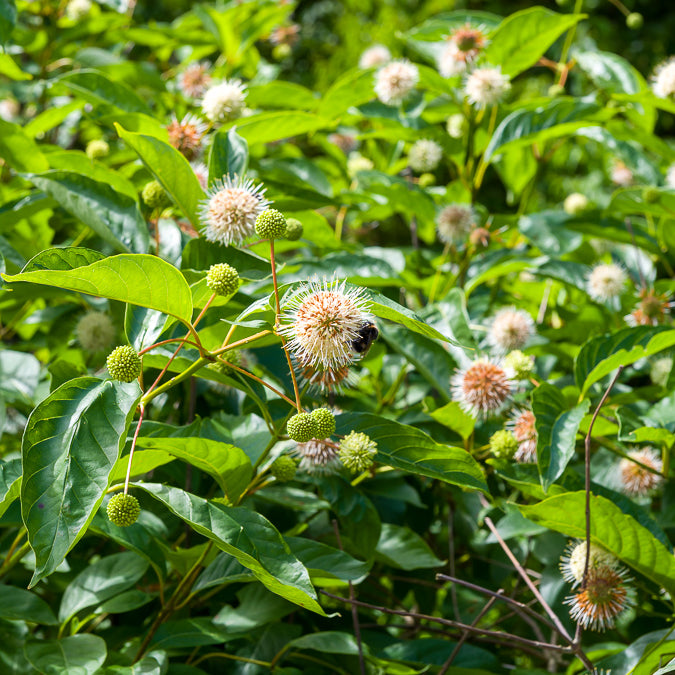 Cephalanthus occidentalis sur tige