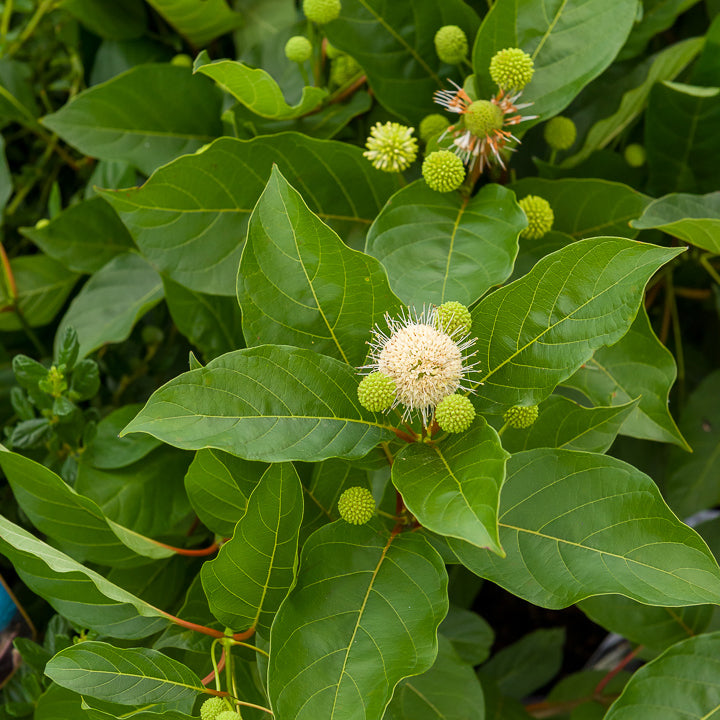 Cephalanthus occidentalis sur tige