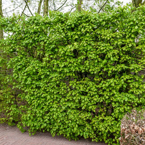 Haie de 10 Erables champêtre