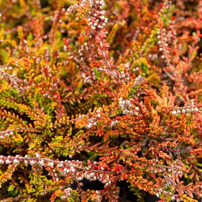 Bruyère d'été Wickwar Flame