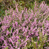 Bruyère d'hiver Furzey - Erica darleyensis furzey - Plantes