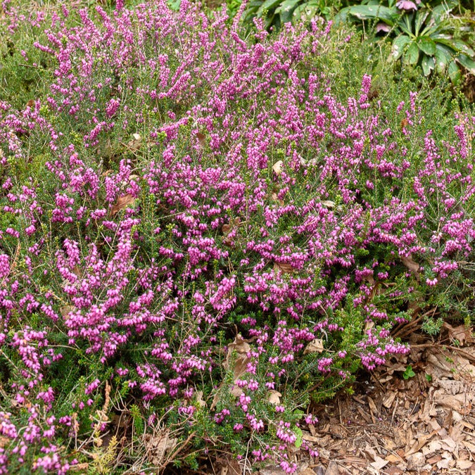 Bruyère d'hiver Furzey - Erica darleyensis furzey - Plantes