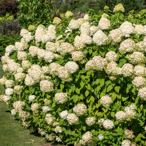 Hortensia paniculé Silver Dollar