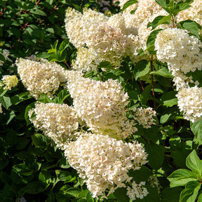 Hortensia paniculé Silver Dollar