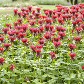 3 Monardes Cambridge Scarlet - Monarda cambridge scarlet - Plantes