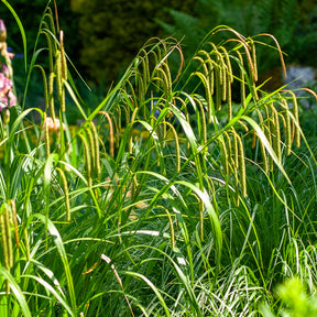 3 Laîches pendantes - Carex