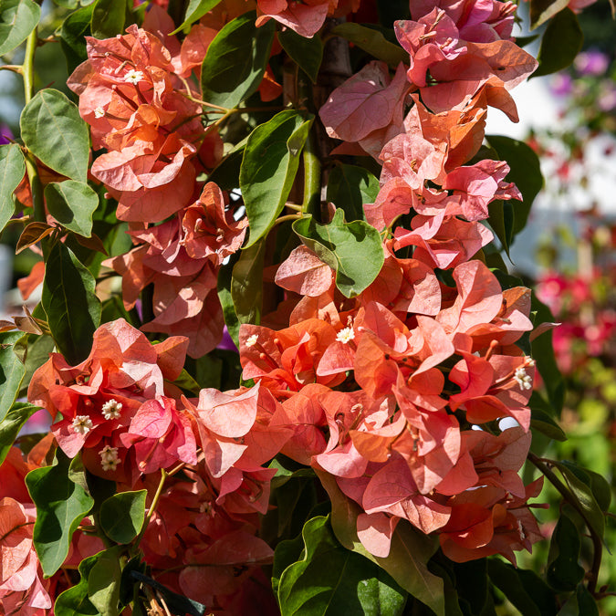 Bougainvillier Orange