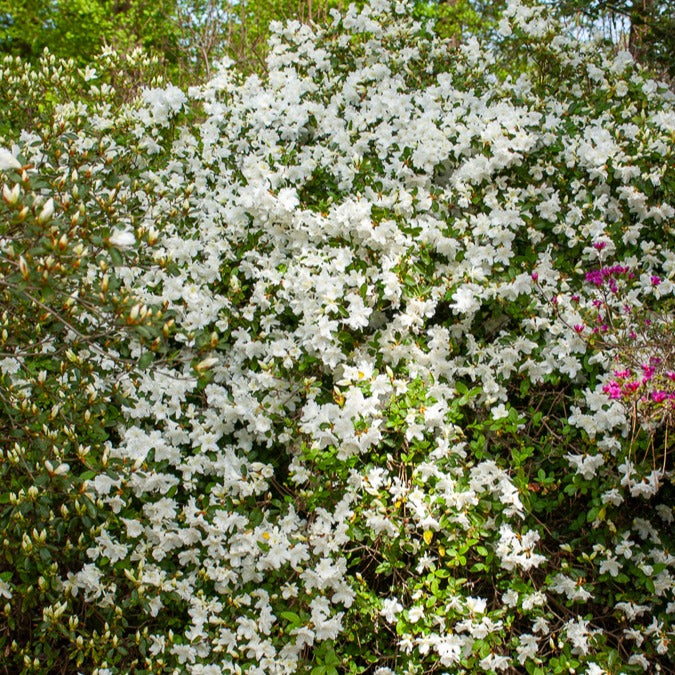 Azalea Palestrina - Azalea palestrina - Plantes