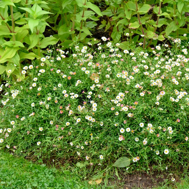 Erigeron karvinskianus 'Profusion'