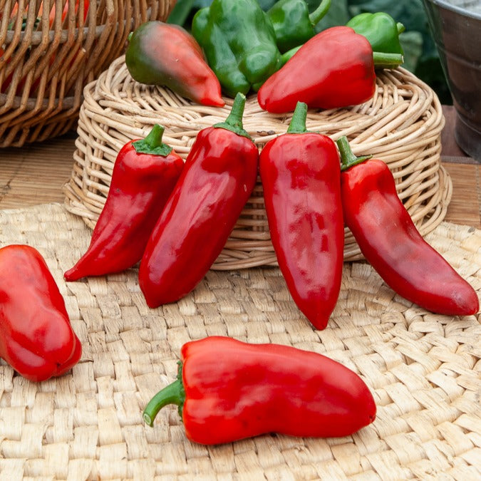 Poivron 'Piquillo '