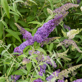 Arbre à papillons Lavender Flow sur tige