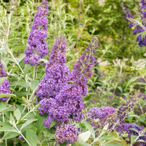 Arbre à papillons Lavender Flow sur tige