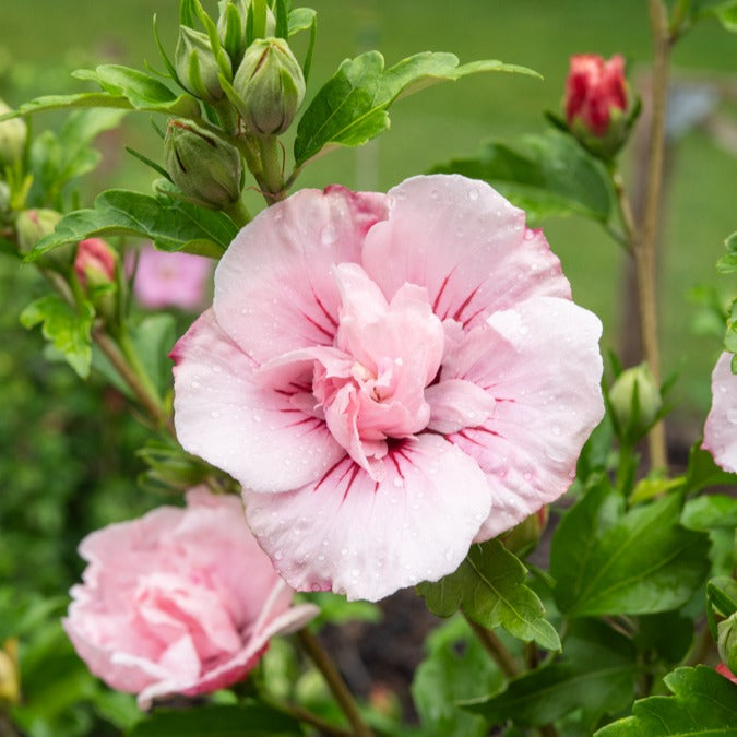 Hibiscus Pink Chiffon