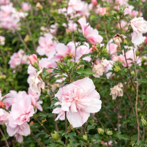 Hibiscus Pink Chiffon