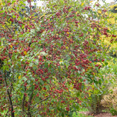 Pommier d'ornement Evereste Perpetu - Malus Evereste Perpetu - Plantes