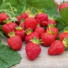 Fraisiers - Fraisier Rubis des jardins - Fragaria x ananassa 'Rubis Des Jardins'