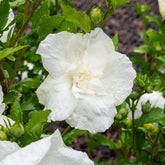 Hibiscus White Chiffon