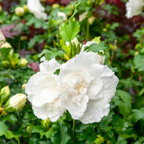 Hibiscus White Chiffon