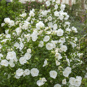 Hibiscus White Chiffon