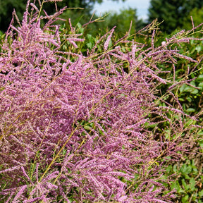 Tamaris d'été