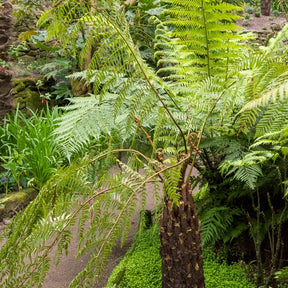 Fougère arborescente australe