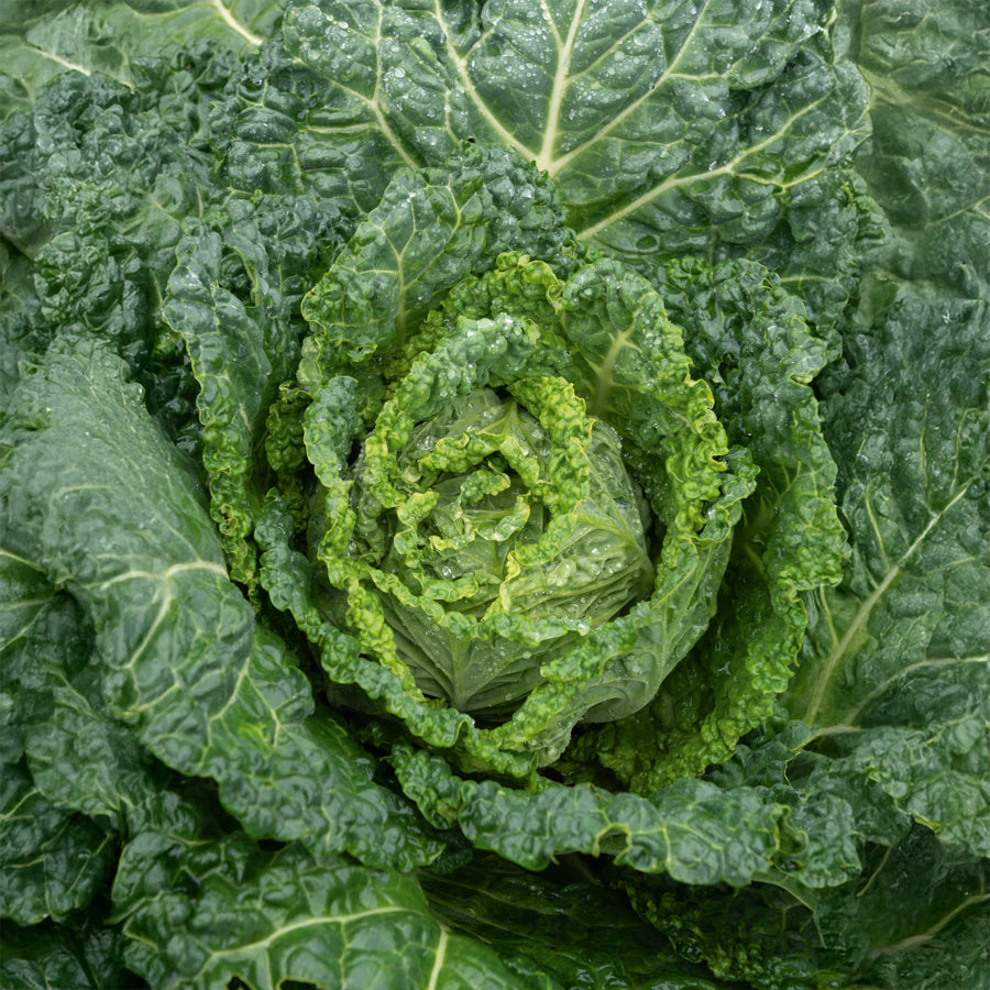 Chou de Milan Gros des Vertus 2 - Brassica oleracea sabauda gros des vertus 2 - Willemse