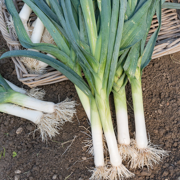 Poireau Bleu de Solaise - Allium porrum bleu de solaise - Willemse