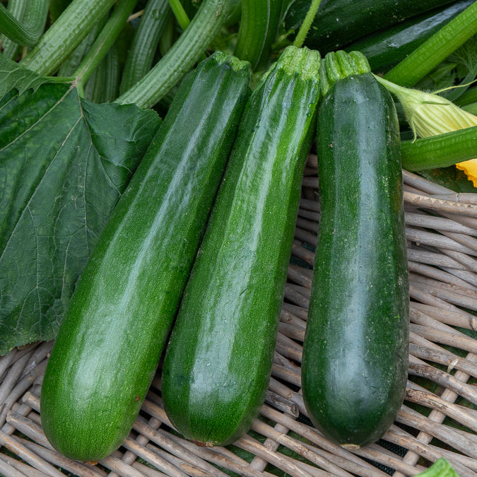 Courgette verte non coureuse des maraîchers Bio - Cucurbita pepo verte non coureuse des maraîchers - Willemse