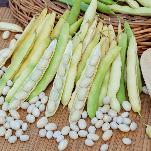 Haricot Coco nain blanc précoce