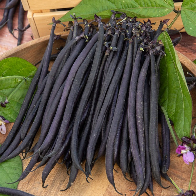 Haricot à rames à cosse violette - Phaseolus vulgaris - Willemse