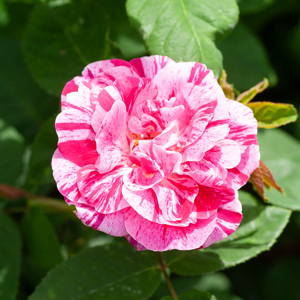 Rosier botanique Ferdinand Pichard - Rosa Ferdinand Pichard - Willemse