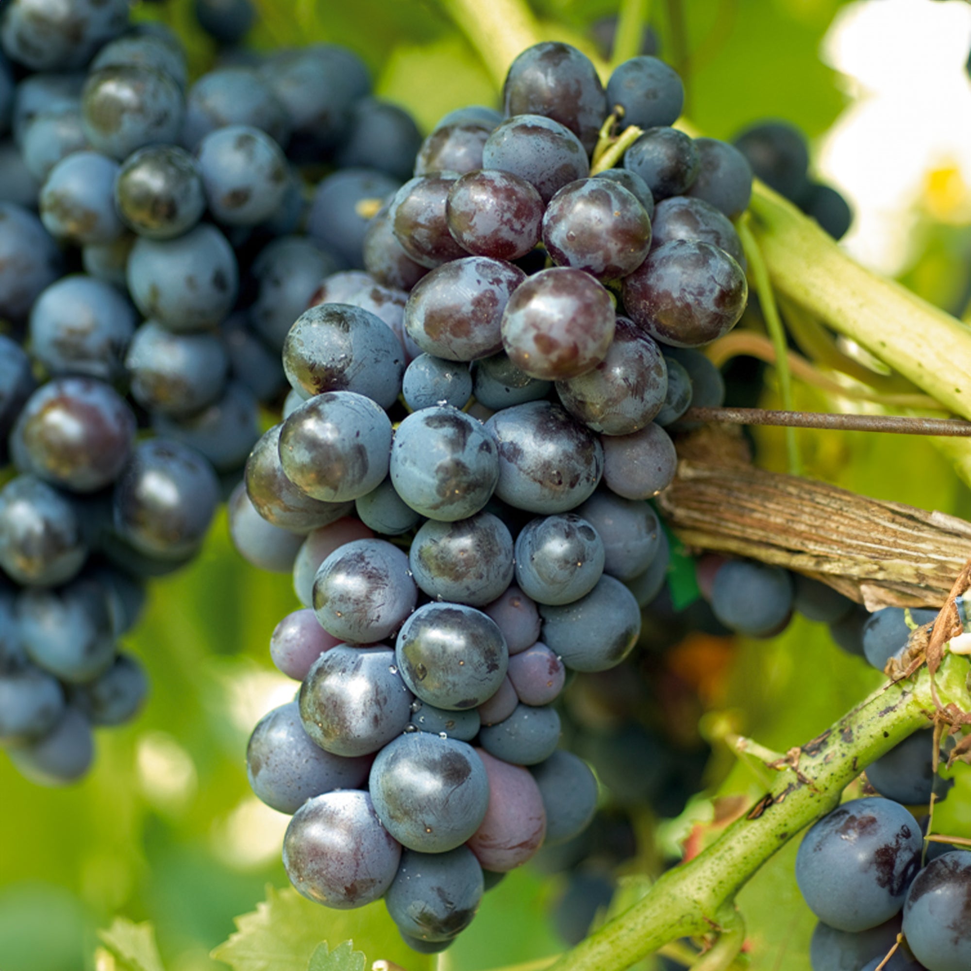 Vigne Muscat de Hambourg