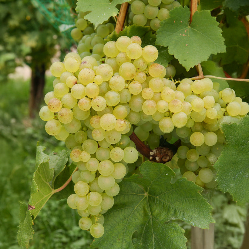 Vigne Chasselas de Fontainebleau - Vitis vinifera chasselas de fontainebleau - Willemse