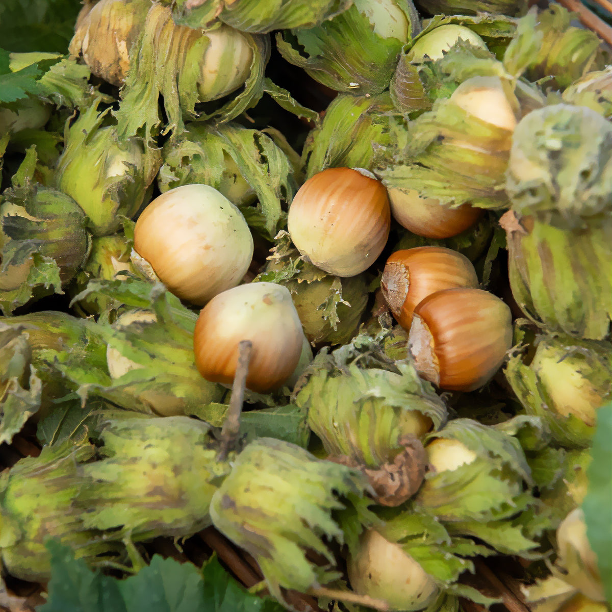 Noisetier vert - Corylus avellana - Willemse