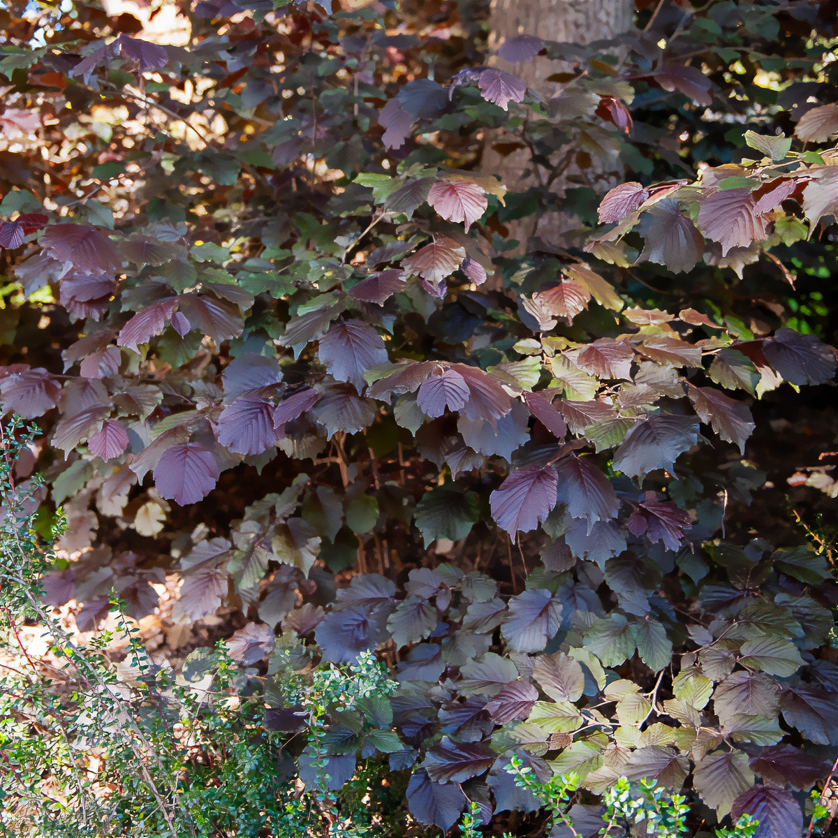 Noisetier pourpre - Corylus maxima purpurea - Willemse