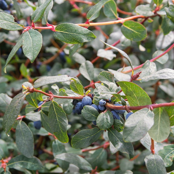 Baie de Mai - Lonicera kamtschatica - Willemse