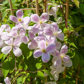 Clématite Mayleen - Clematis montana mayleen