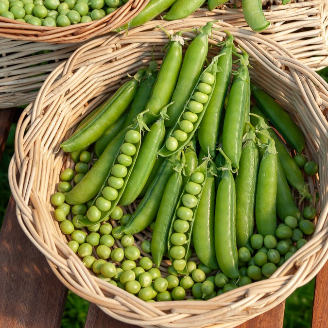 Pois rond à rames Le Généreux