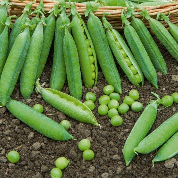 Pois rond nain Petit Provençal