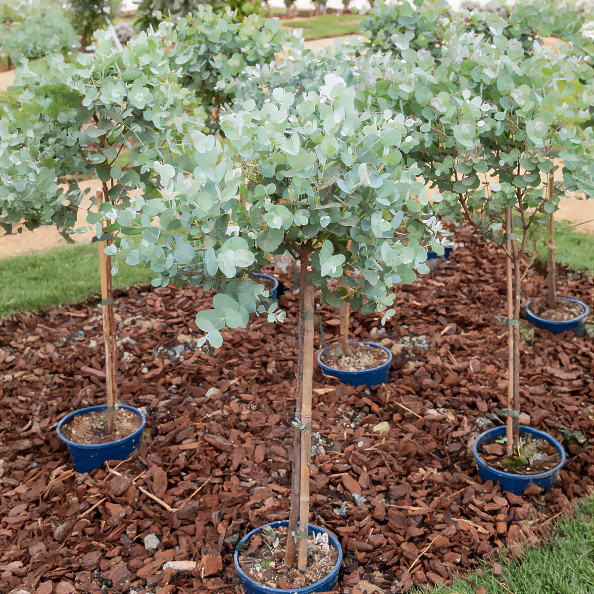 Eucalyptus sur tige - Eucalyptus baby blue - Willemse