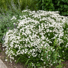 Achillée The Pearl - Achillea ptarmica the pearl - Willemse