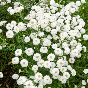 Achillea ptarmica the pearl - Achillée The Pearl - Achillée