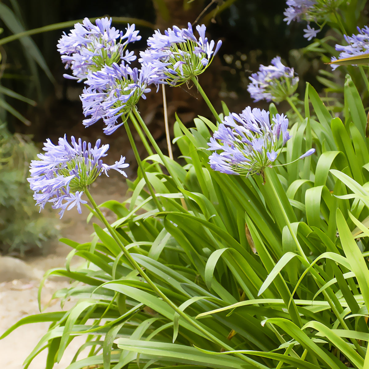 Agapanthe bleue - Willemse