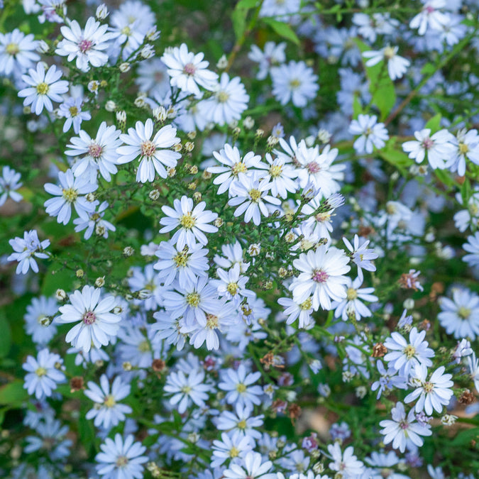 3 Astères à feuilles en cœur Ideal - Willemse