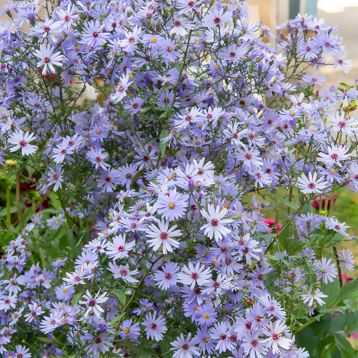 Aster d'automne Little Carlow - Willemse