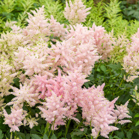 Astilbe du Japon Europa