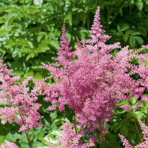 Astilbe hybride Rheinland