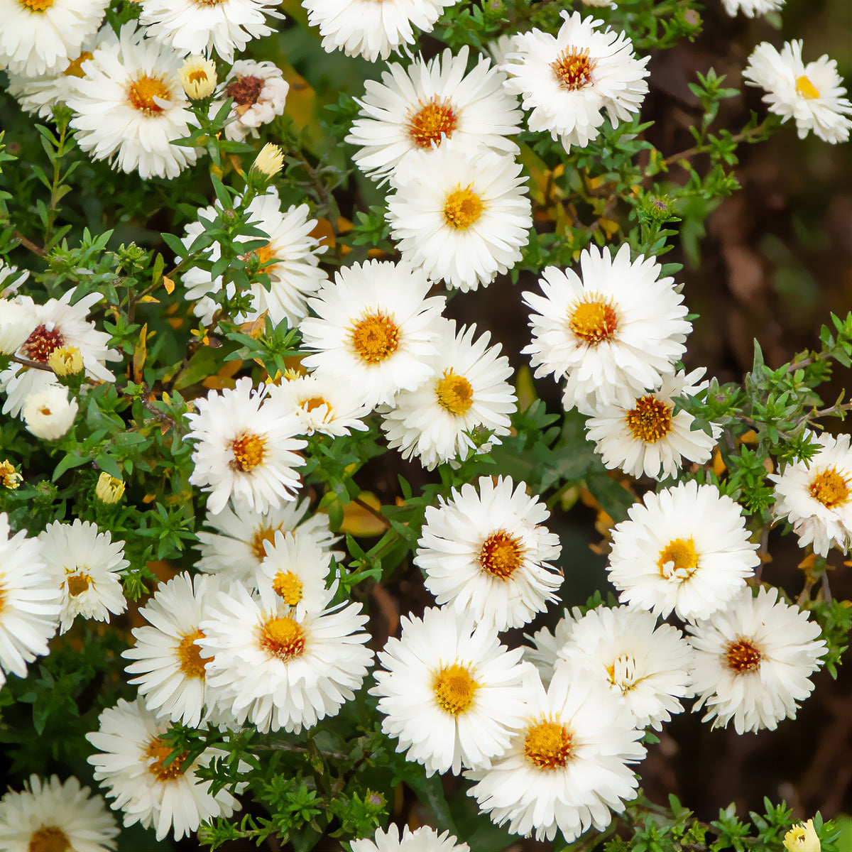 Aster grand d'automne White Lady - Aster novi-belgii white ladies - Willemse