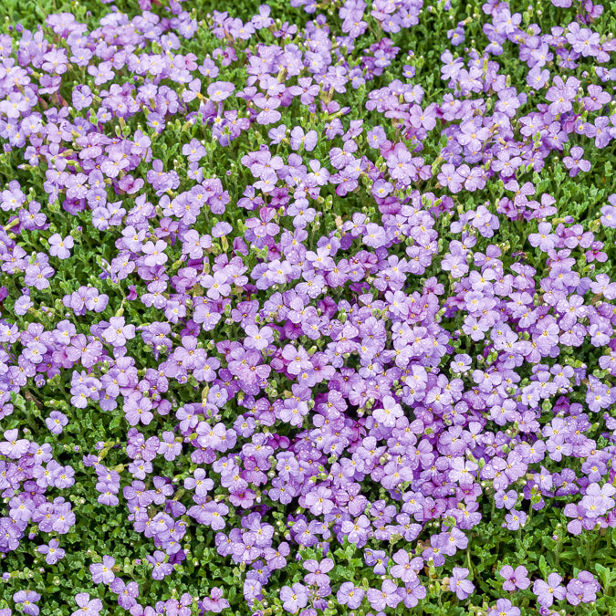 3 Aubriètes Cascade Blue