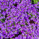 3 Aubriètes Hamburger Stadtpark